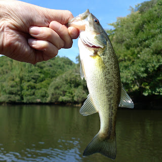 How To Catch Largemouth Bass 