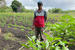 Kelompok Tani Dalam Lese Siap Suplai Sayuran Kebutuhan MTQ Maluku di Tanimbar