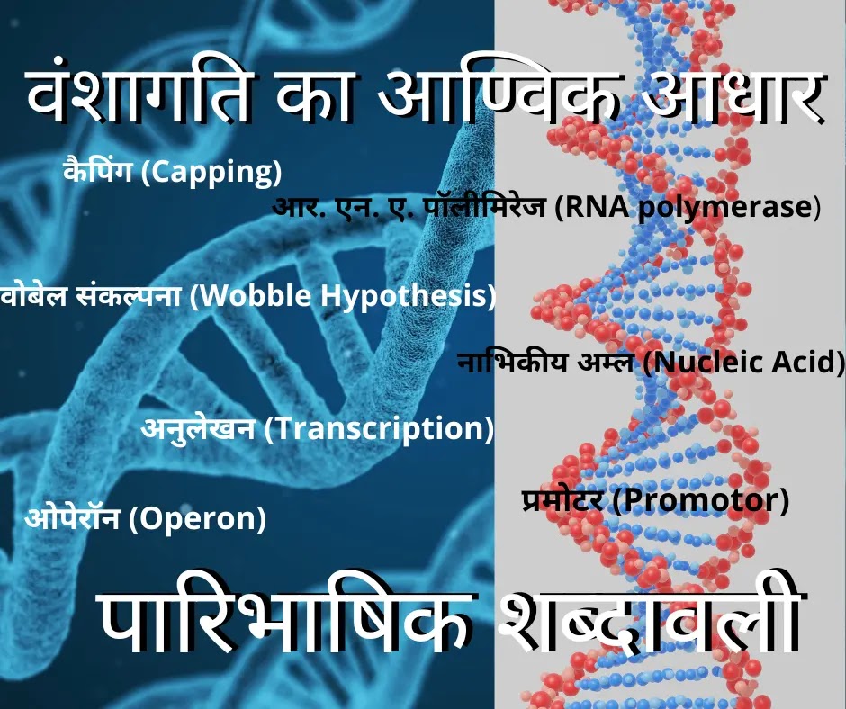 Vanshagati Ka Aanvik Aadhar Paribhashik Shabdavali