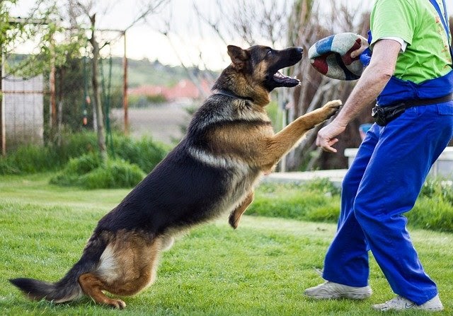 Schutzhund Training Guide How To Train Your Dog With