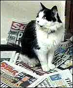 Humphrey, kucing pemburu tikus di rumah dinas Perdana Menteri Inggris yang penuh kontroversi