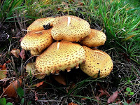 Pholiota squarrosa