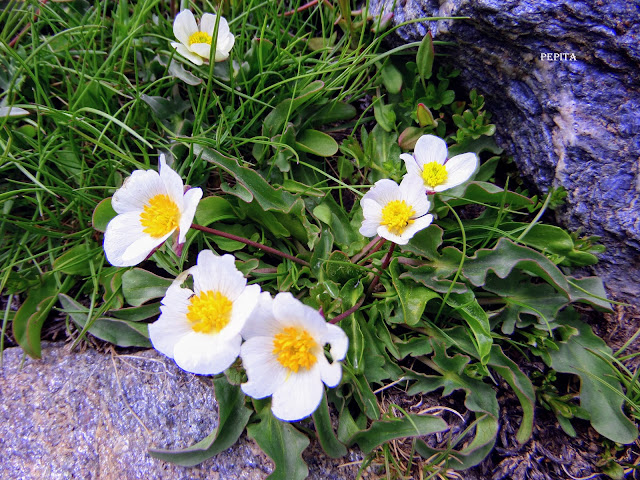 Ranillo de las Nieves, Ranunculus acetosellifolius, Flora, Sierra Nevada
