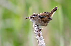 ecologia del Chivirin pantanero Cistothorus palustris