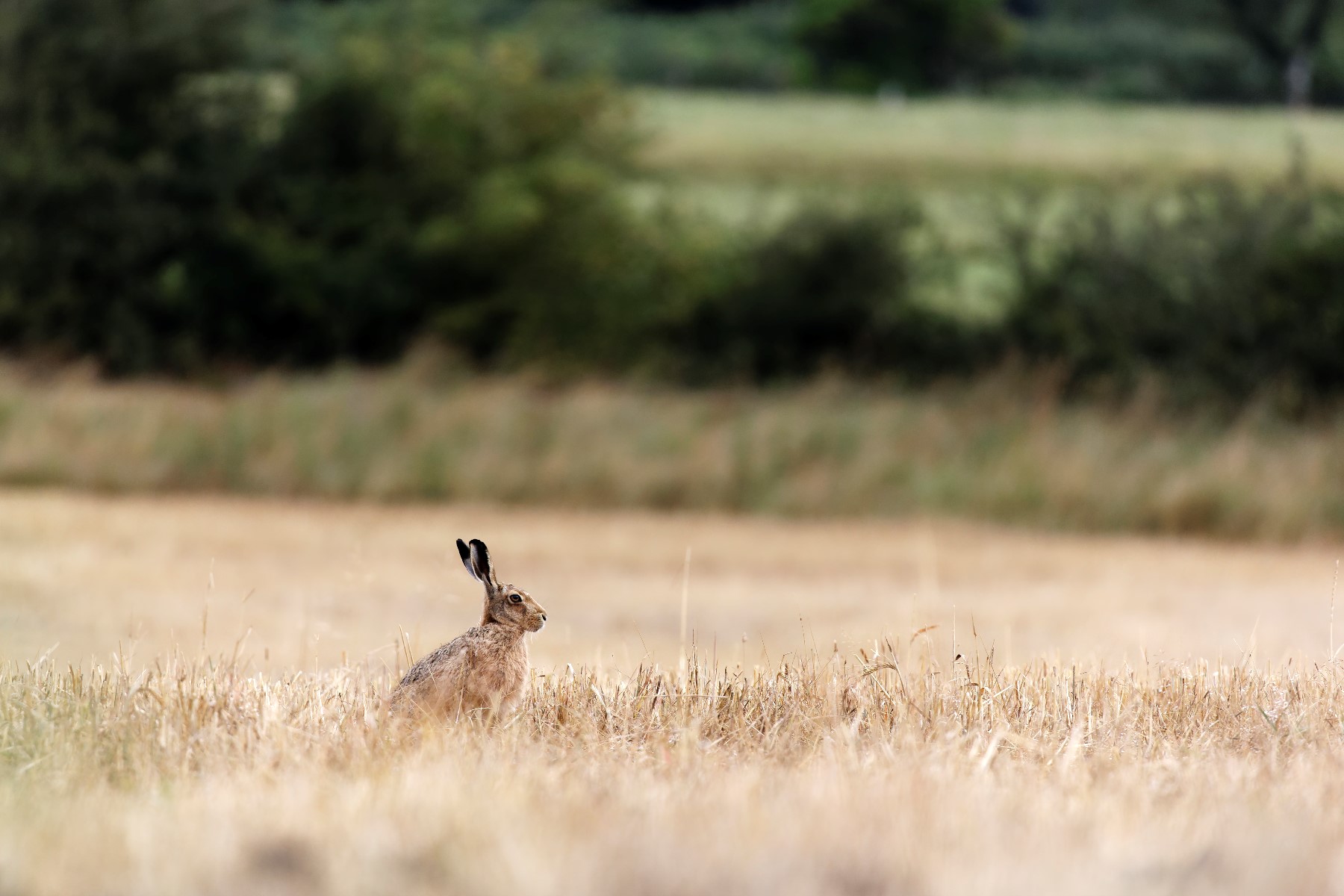 Brown Hare