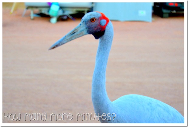 Life in a Caravan: Longreach | How Many More Minutes?