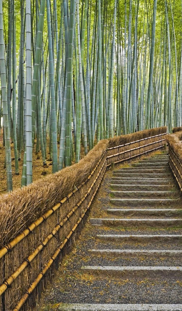 Amazon Kindle Fire Bamboo Forest Wallpapers