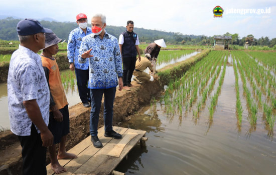 Petani, Mina Padi, Pertanian Mina Padi, Ganjar Pranowo, Banyumas