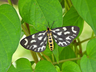 Cystidia couaggaria by the Xiang River