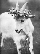 Are you wearing your May Day flower crown? This goat looks very sweet . (may day goat)