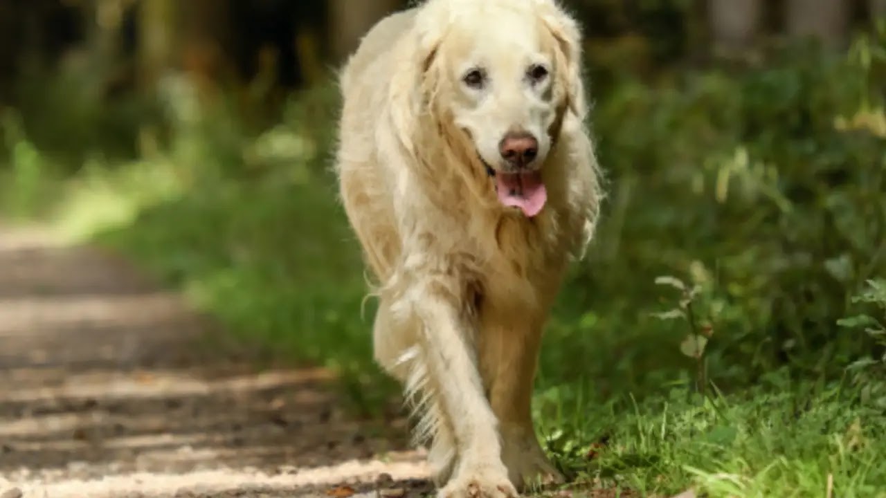 help dog to gain weight a