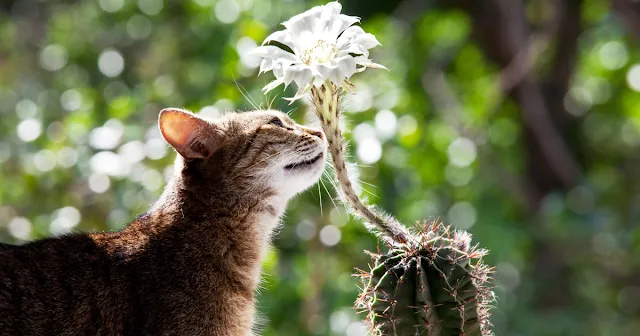 Flowers Poisonous to Cats: Toxic Blooms to Avoid