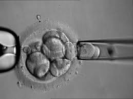 Sprem to determine baby gender a boy or a girl