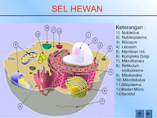 Tabel Perbedaan Sel Hewan dan Sel Tumbuhan