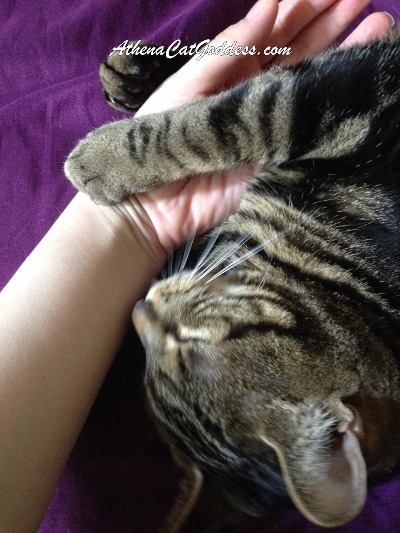 tabby cat hugging human mum's hand