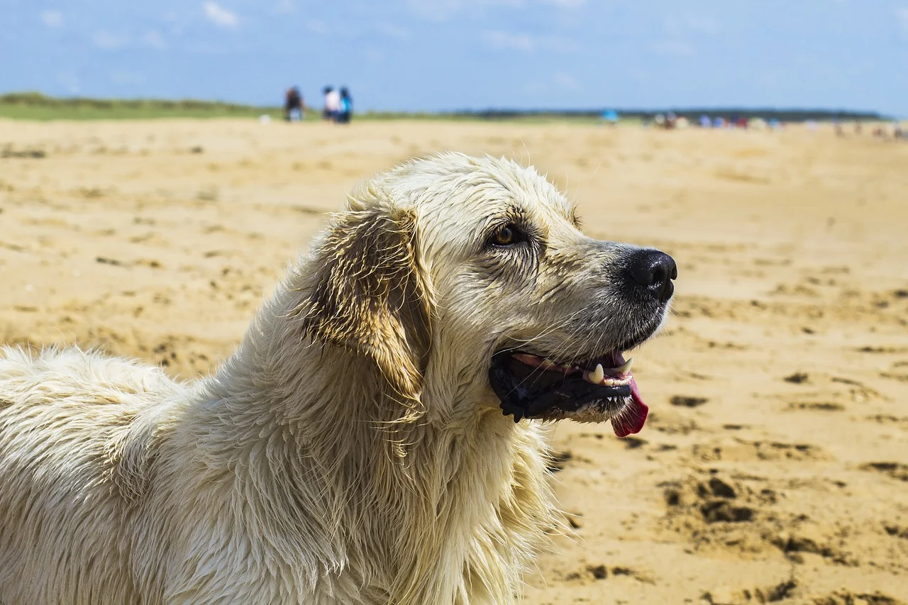 25 lý do tại sao Golden Retrievers là những con chó cao cấp