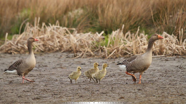 Grauwe Gans - Greylag Goose - Anser anser