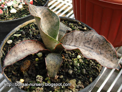 Sansevieria Kirkii Brown