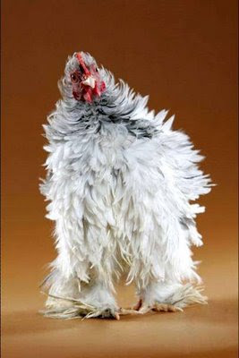 real or fake hen