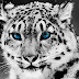 Snow Leopard Wallpapers