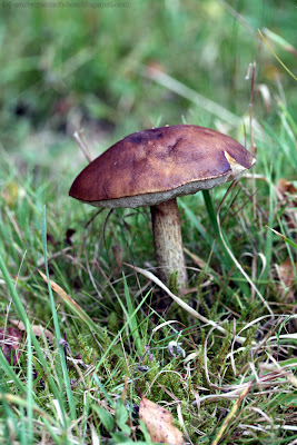 Bolet rude (leccinum scabrum)