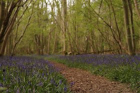 bluebells in the woods in Norfolk