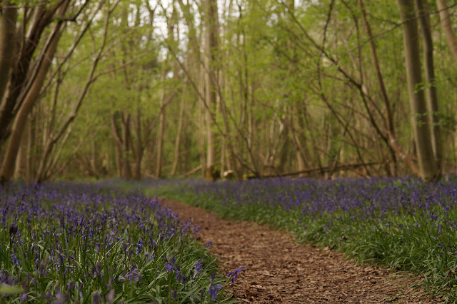 bluebells in the woods in Norfolk