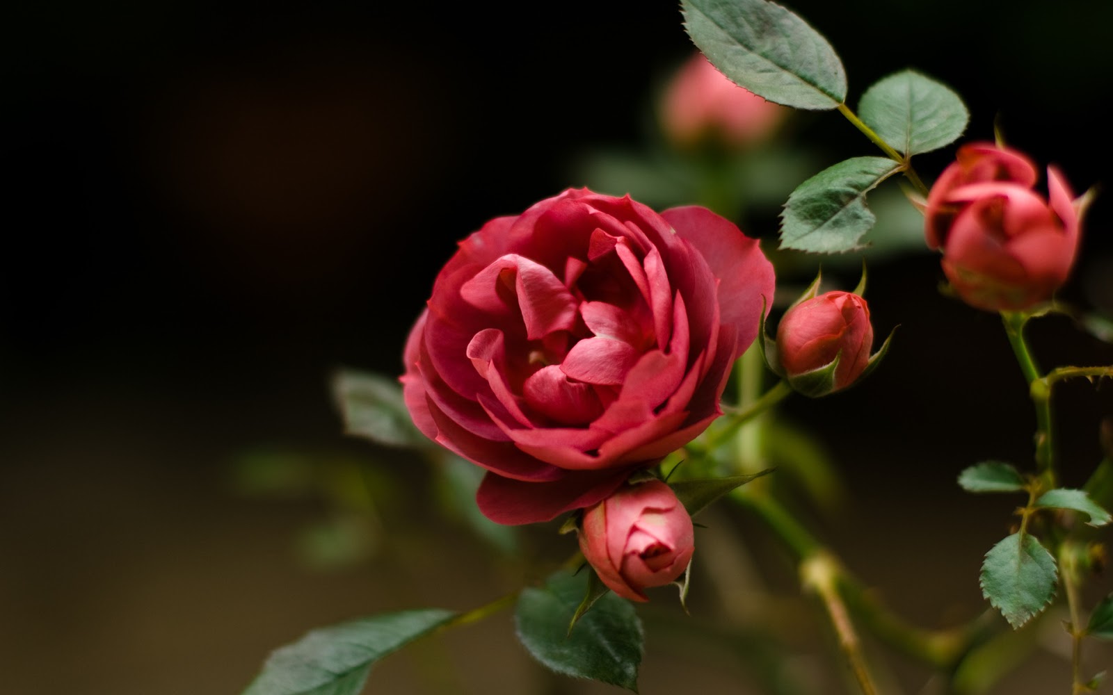 Gambar Bunga  Mawar  yang Cantik  Cantik 