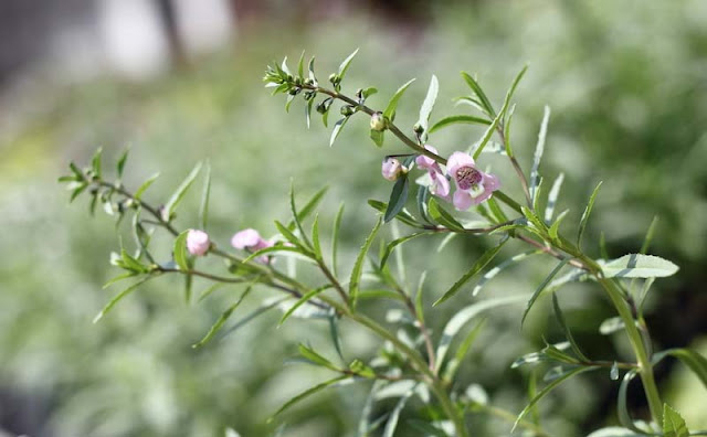 Angelonia Flowers Pictures