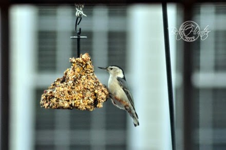 nuthatch
