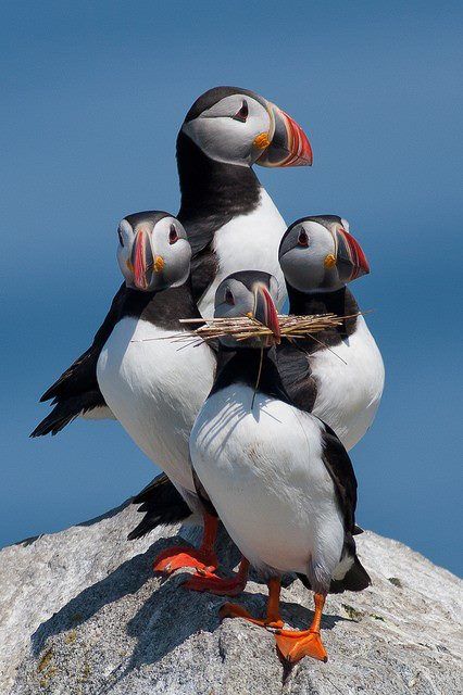 The Atlantic Puffin (Fratercula arctica) | Our World’s 10 Beautiful and Colorful Birds