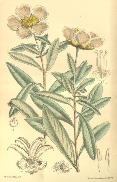 Crossosomataceae