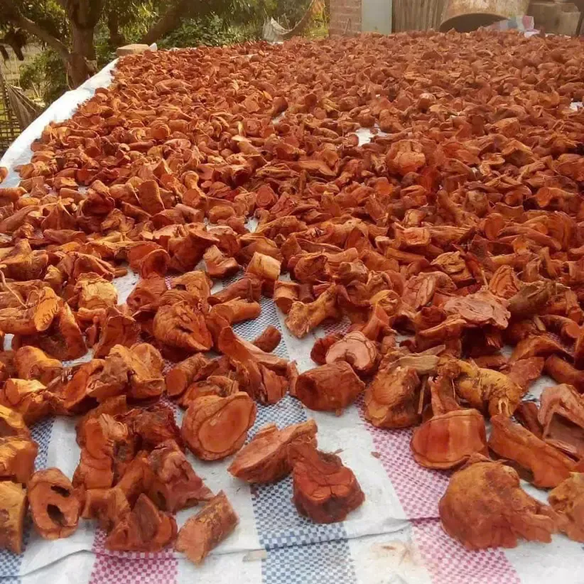 Rễ mú từn khô