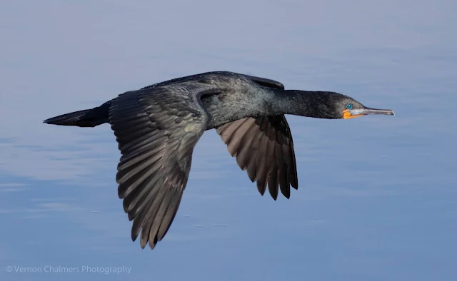 Cape Cormorant in Flight Diep River Woodbridge Island Vernon Chalmers Photography