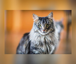 This is an illustration of the a cat from the Maine Coon Breed