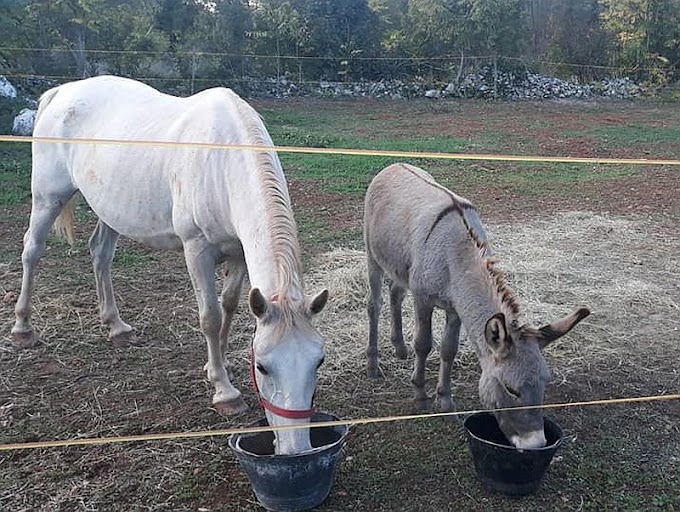 NESTALI PUKI I ETNA Traže se magarac i kobila, dječica pretužna bez njih!