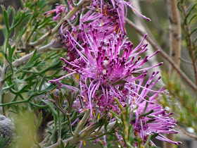 Pink Coneflower (Isopogon crithmifolius)