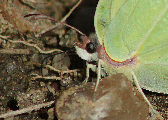 Gonepteryx rhamni, Zitronenfalter