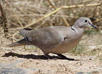 Tórtola turca (Streptopelia decaocto)