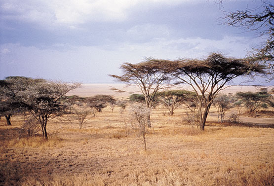 CLIMAS DEL MUNDO CLIMA TROPICAL SECO