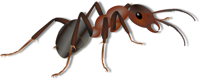 Ant PNG 