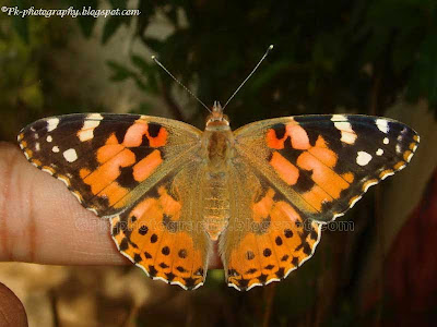 Painted Lady Butterfly