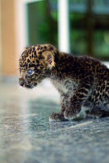 kitten leopard