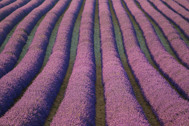 Campo di lavanda a Valensole-Provenza