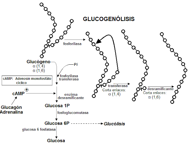 Resúmenes de bioquímica: Metabolismo cuando se carece: Glucogenólisis