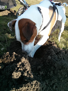 digging