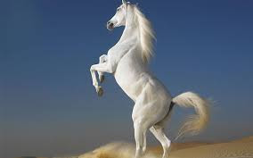 Best Horse HD Free Photos Download.2