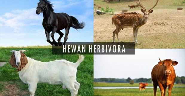 9 Contoh Hewan Herbivora, Gambar, Ciri, dan Nama Latinnya