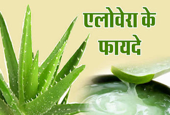 Amazing Benefits of Aloe Vera Gel in Hindi-by anmolhealthblog