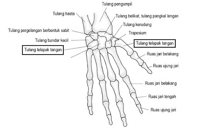 Tulang Telapak Tangan